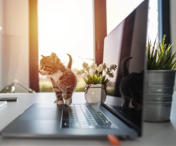 Katze neben Laptop auf dem Tisch